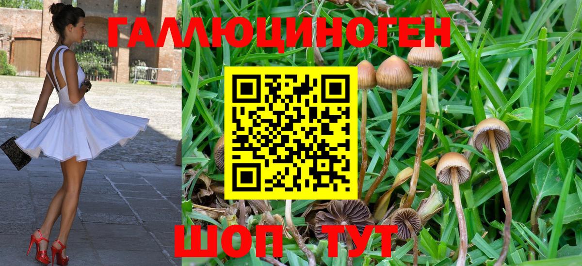 Гудермес  Галлюциногенные грибы Psilocybine cubensis  Вход с VPN 